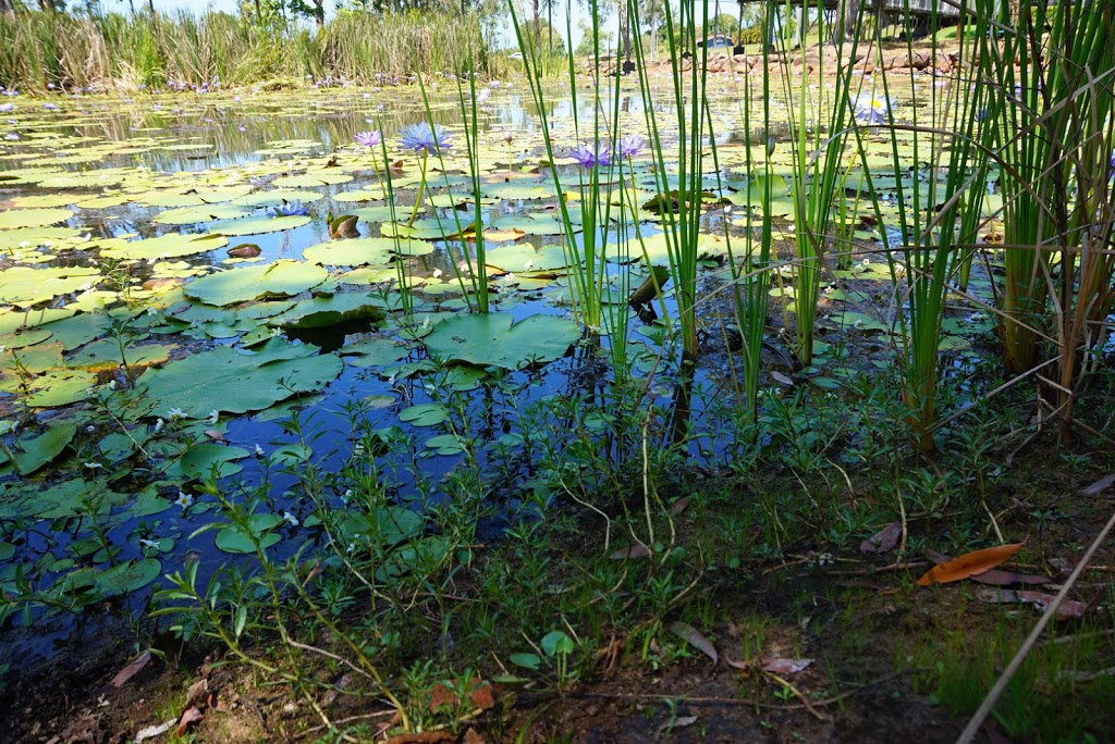 Tyto Wetlands | 62 Townsville Road (Bruce Highway), Ingham QLD 4850, Australia | Phone: (07) 4776 2355