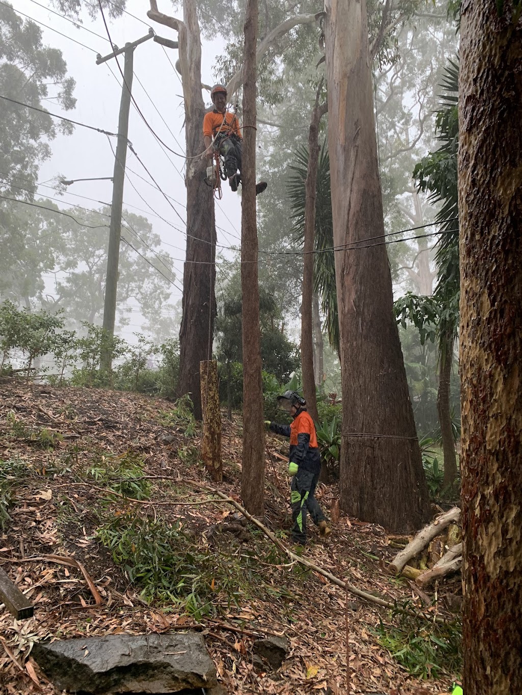 Harmony Tree Care | 143 Tableland Rd, Wentworth Falls NSW 2782, Australia | Phone: (02) 4711 0027