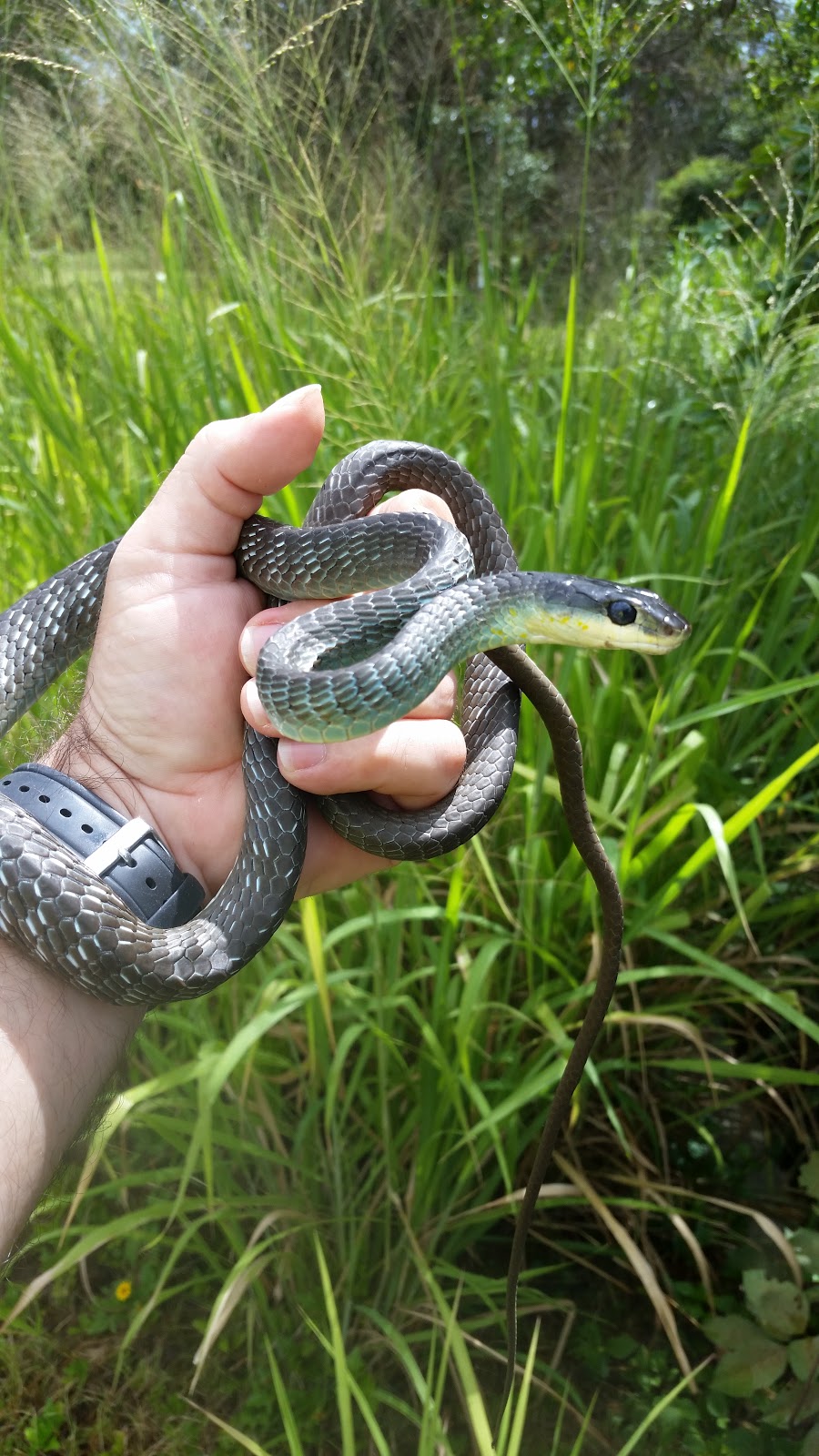 A1 Snake Relocations - Snake Catcher Petrie, Eatons Hill, Cashme | 31 Rolland Parade, Warner QLD 4500, Australia | Phone: 0407 129 260