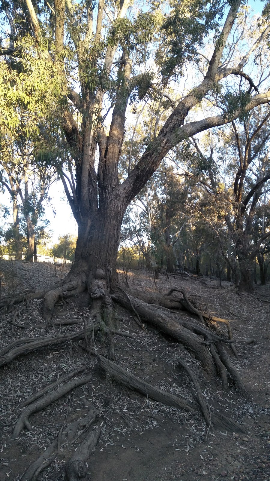 Taroom Caravan & Tourist Park | 1 Short St, Taroom QLD 4420, Australia | Phone: (07) 4627 3604