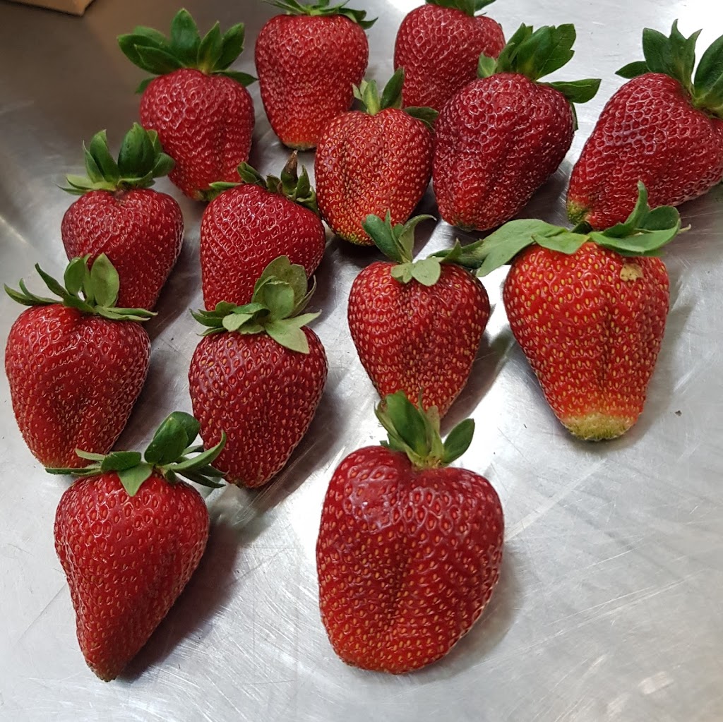 Yarra Valley Strawberries |  | Unit 5/13 Killara Rd, Coldstream VIC 3770, Australia | 0403259918 OR +61 403 259 918