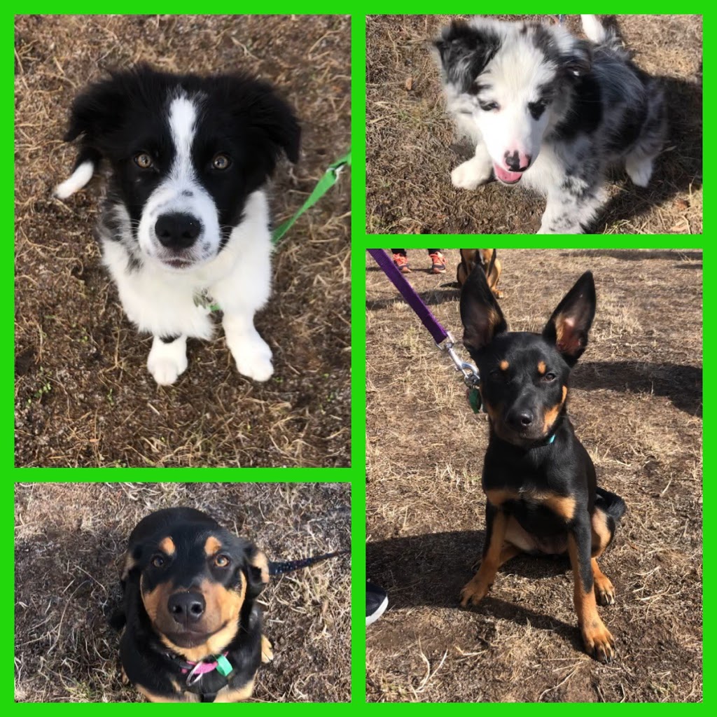Canine Focus Dog Training |  | 364 Fifth Ave, Eden Park VIC 3757, Australia | 0417584068 OR +61 417 584 068