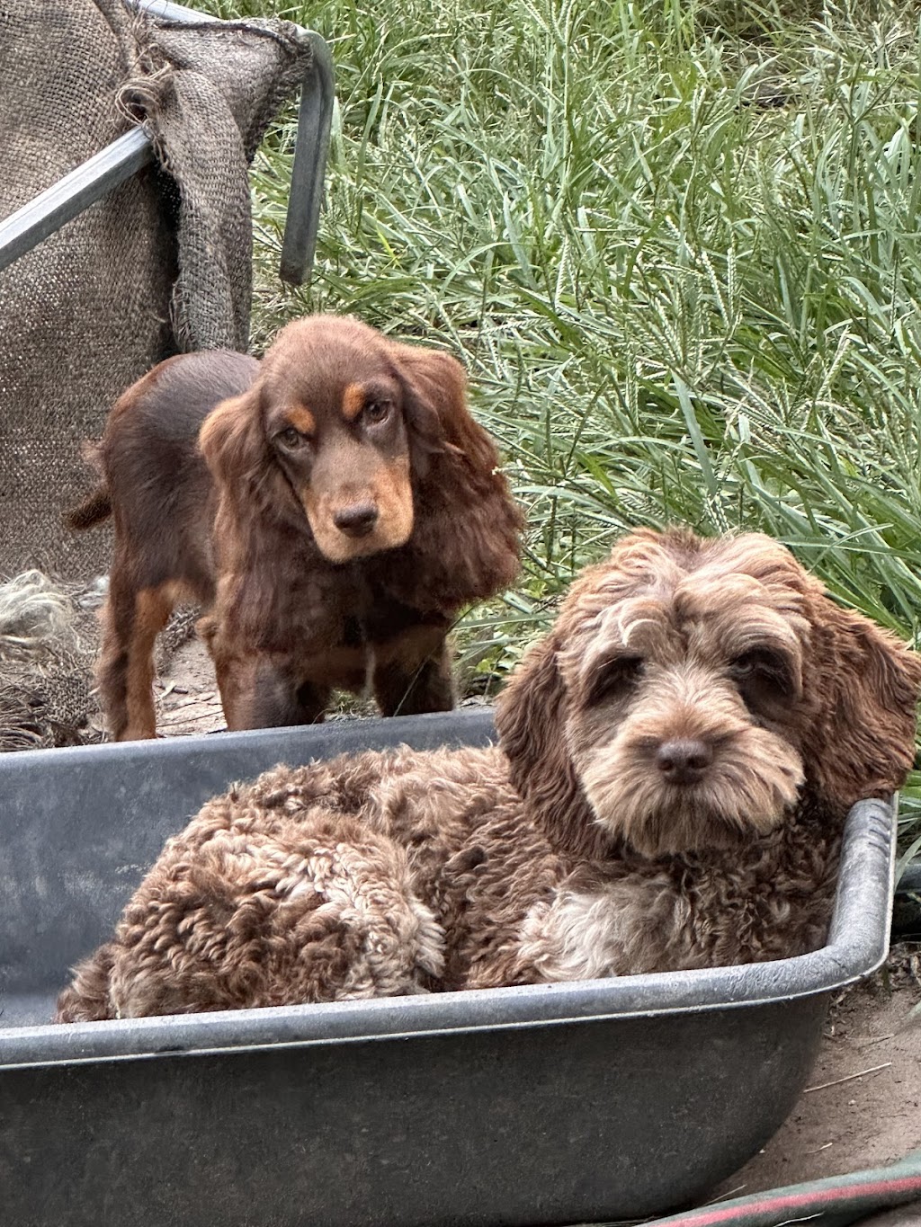 Sirrandi poodles and oodles | Mount Tarampa Rd, Mount Tarampa QLD 4311, Australia | Phone: 0489 020 024