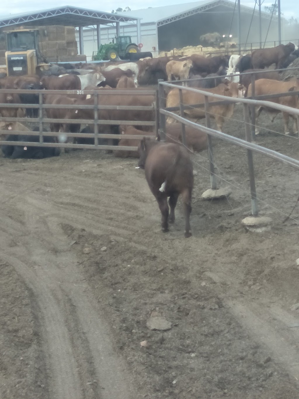 Stanbroke Beef - Bottle Tree Feedlot | food | Greenswamp QLD 4413, Australia | 0746658226 OR +61 7 4665 8226