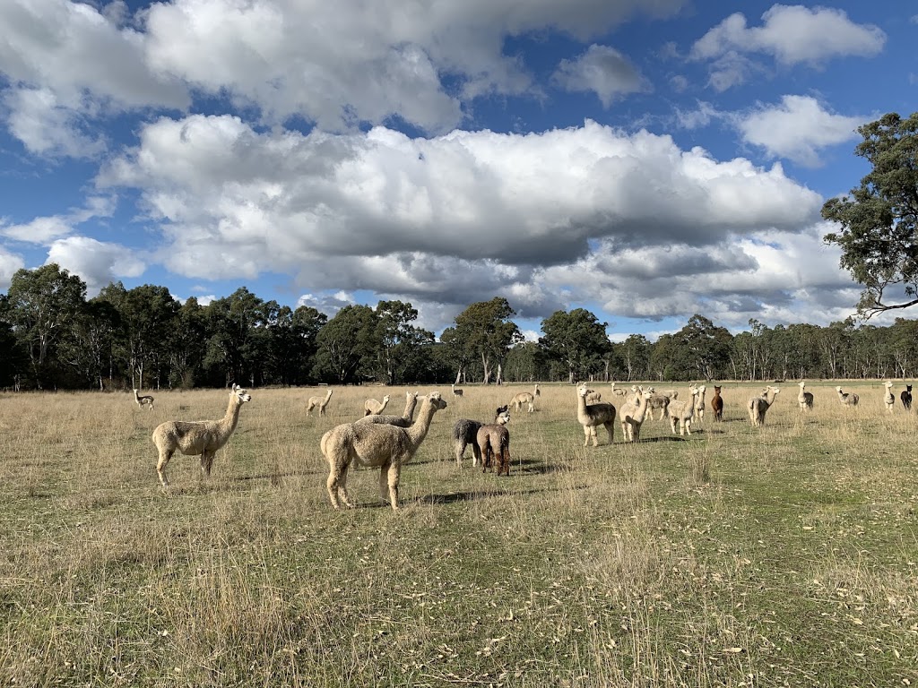 Moresby Farm Alpaca Stud |  | 5808 Melba Hwy, Yea VIC 3717, Australia | 0421472450 OR +61 421 472 450