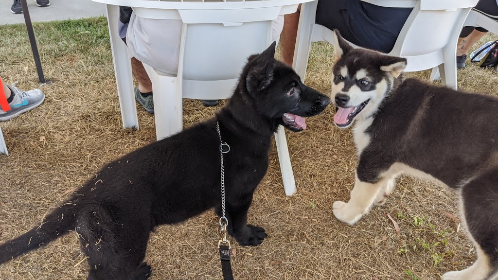 Tannum & Boyne K9 Obedience School | 3 Copper Cres, Tannum Sands QLD 4680, Australia | Phone: (07) 4973 8971