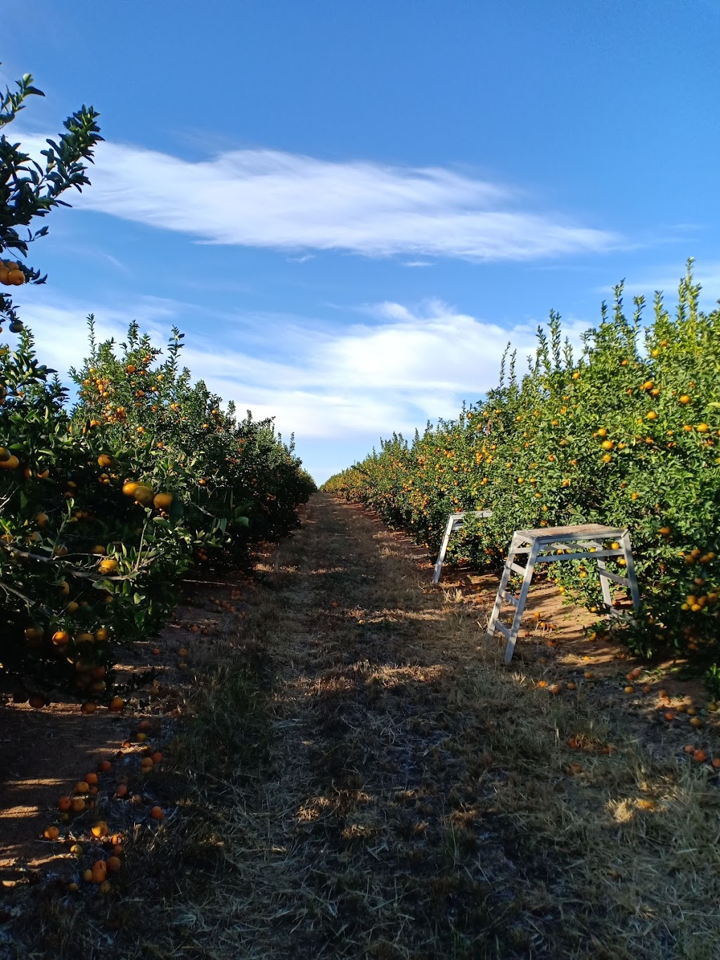 2PH Citrus Farm (Picking) |  | Locharbor Rd, Emerald QLD 4720, Australia | 0438744632 OR +61 438 744 632