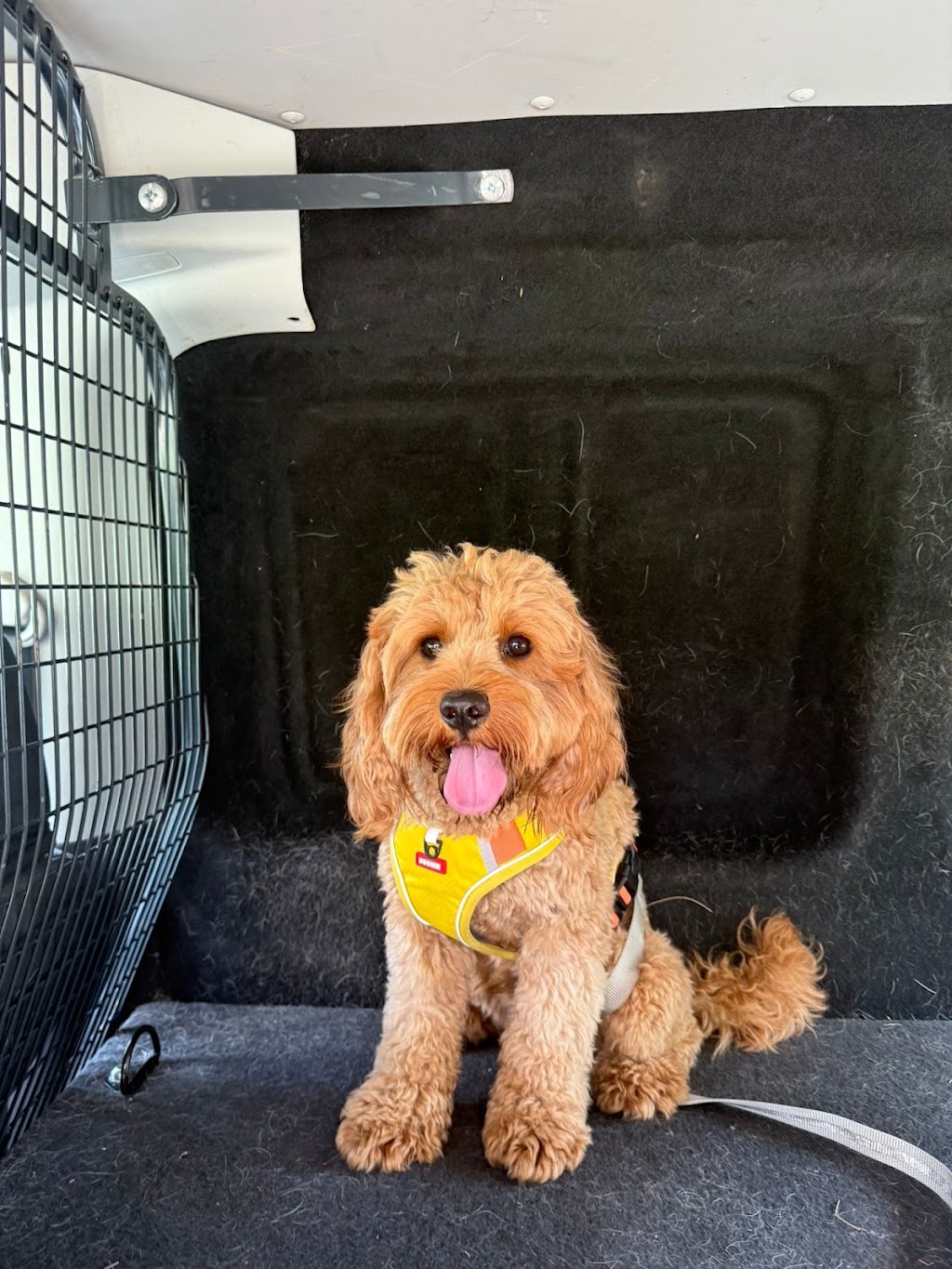 Furry Mates | 9/10 Elonera St, Rydalmere NSW 2116, Australia | Phone: 0470 696 257