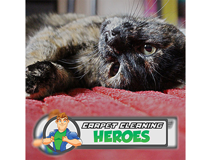 Carpet Cleaning Heroes | 14 Southwood Court, Mango Hill QLD 4509, Australia | Phone: 1800 838 767