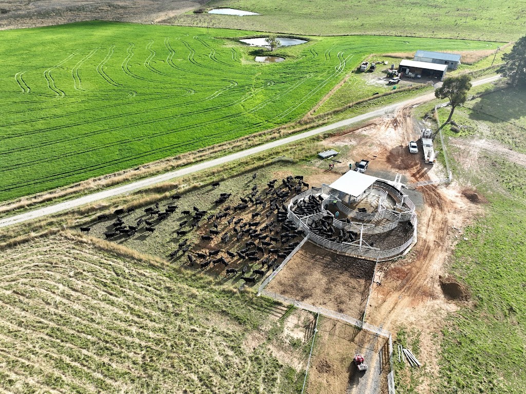 Rosemount Pastoral Newbridge | 137 Bundaleer Rd, Newbridge NSW 2795, Australia | Phone: 0429 900 882
