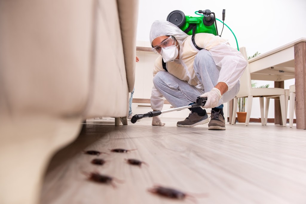 ✅ Pest Control Berwick ?Pest Control Doctor? Termite, Ant, Cockroach, Rodent Removal | home goods store | Main St, Berwick VIC 3806, Australia | 0390705433 OR +61 3 9070 5433
