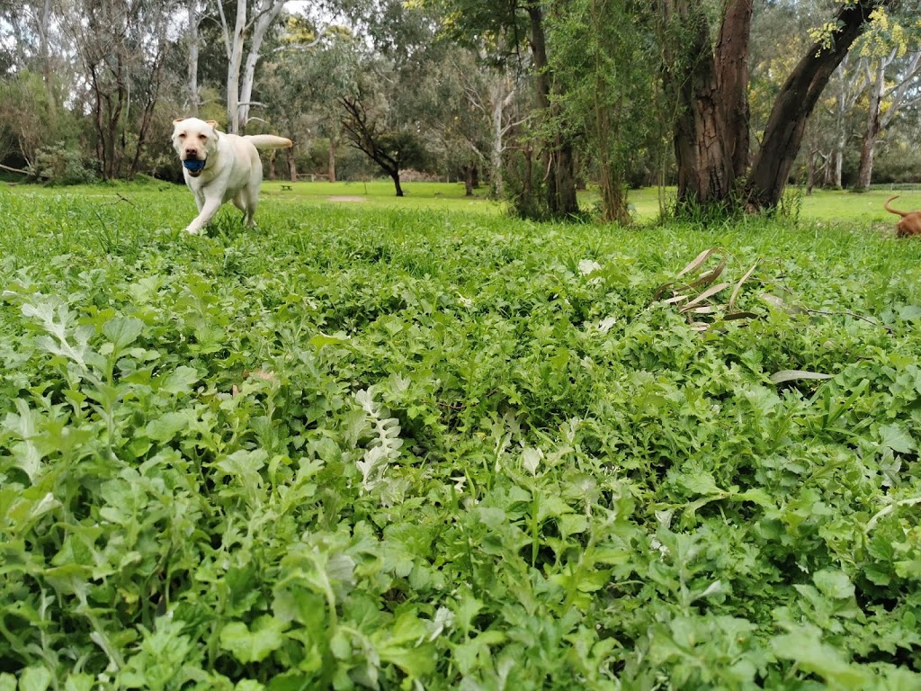 Banksia Park Off Leash Dog Park | Unnamed Road, Bulleen VIC 3105, Australia