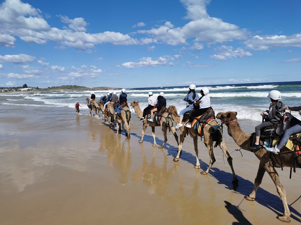 Oakfield Ranch Camel Rides | Birubi Beach Lower Public Car park, Anna Bay NSW 2316, Australia | Phone: 0429 664 172