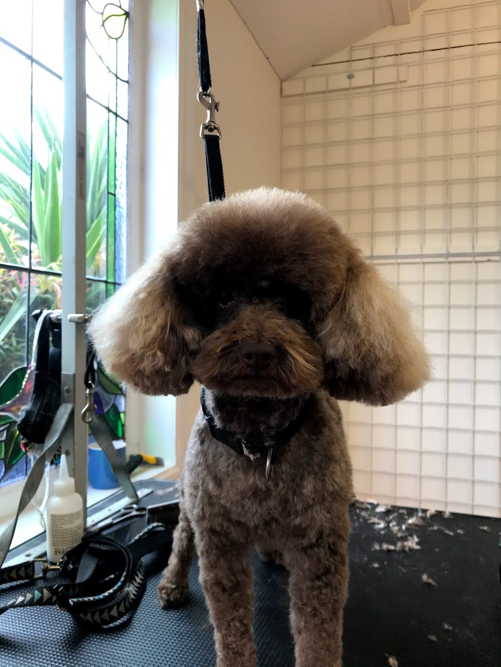 PAW  LAZ Dog Grooming |  | 22 Bray St, Long Gully VIC 3550, Australia | 0434705784 OR +61 434 705 784