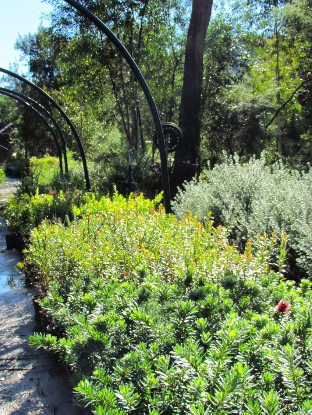 Provincial Plants and Landscapes | Myrtle Gully Rd, Yowrie NSW 2550, Australia | Phone: (02) 6262 6456