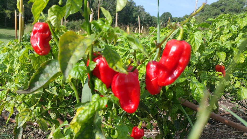 Byron Chilli Farm | 59A Kingsvale Rd, Myocum NSW 2481, Australia | Phone: 0418 192 565