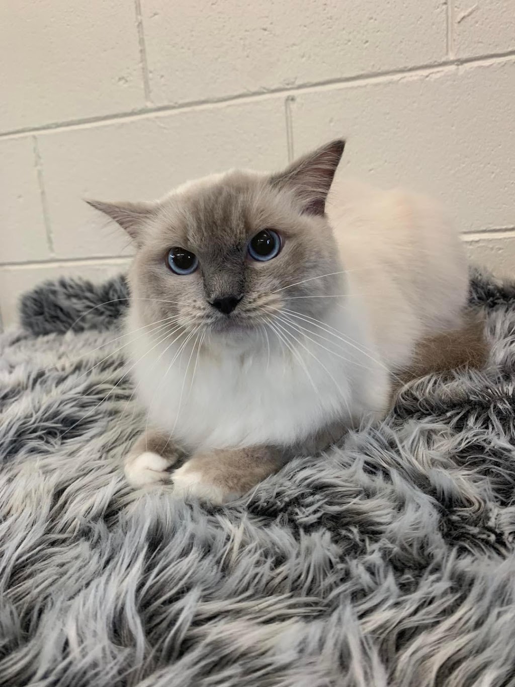 Healing Hounds Pet Grooming | 3945 Mackay Eungella Rd, Gargett QLD 4741, Australia | Phone: 0419 751 131