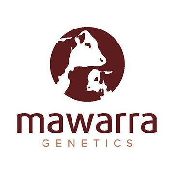 Mawarra Genetics | 103 Kellys Rd, Longford VIC 3851, Australia | Phone: 0408 018 315