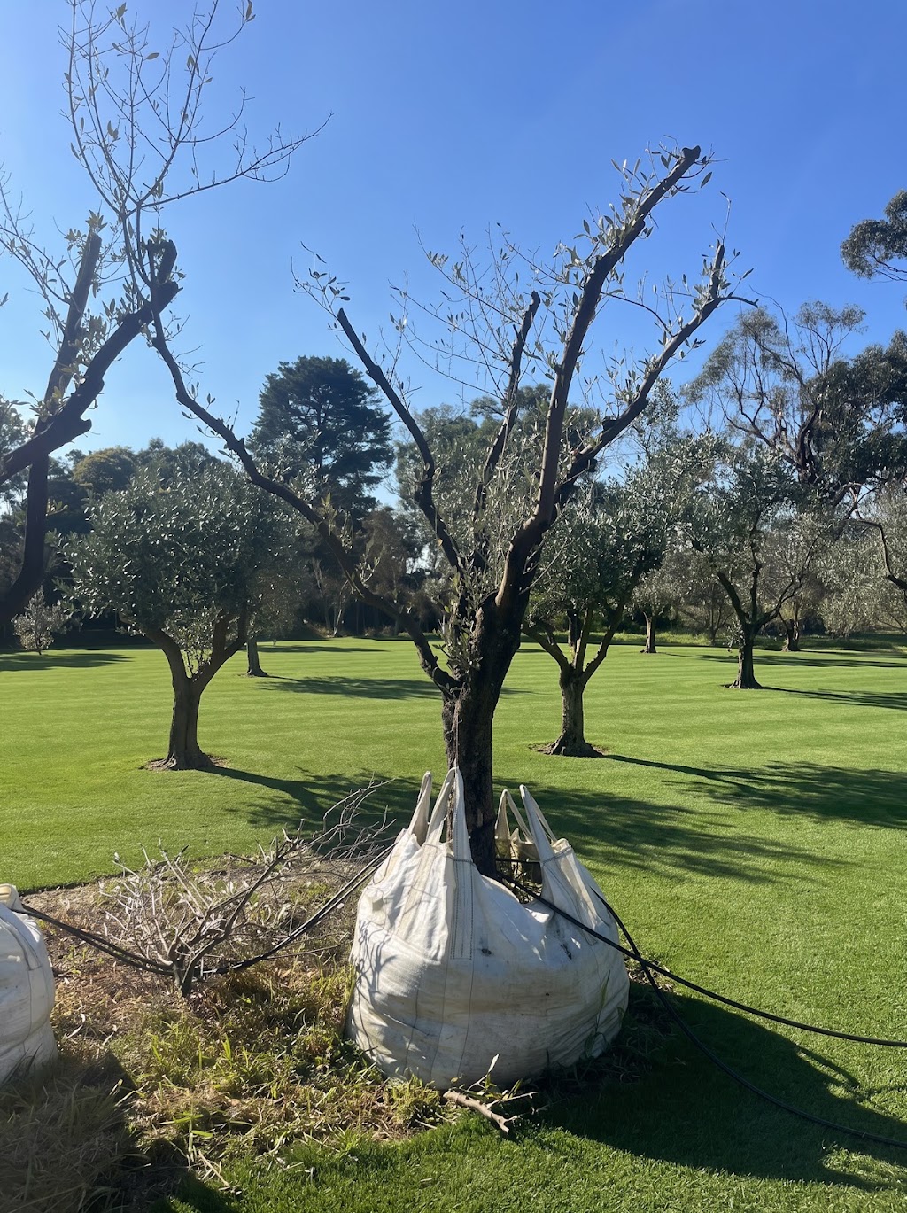 Pip and Olive - Olive Grove | 38 Cross Rd, Devon Meadows VIC 3977, Australia | Phone: 0419 560 971