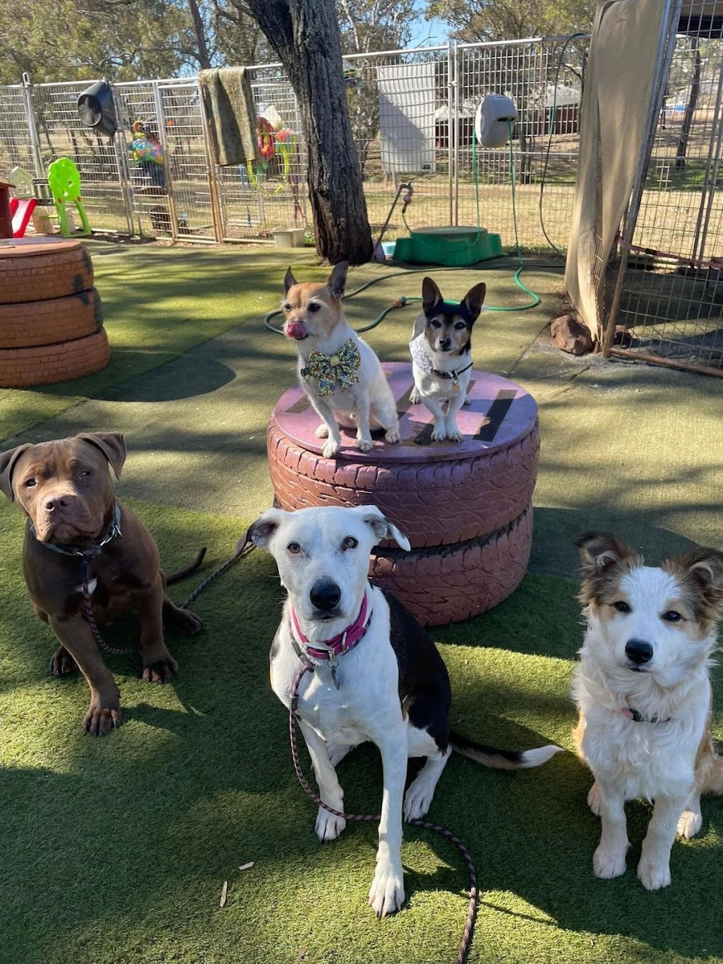 Pawfect Paws | Showgrounds, Glenvale Rd, Glenvale QLD 4350, Australia | Phone: 0431 851 501