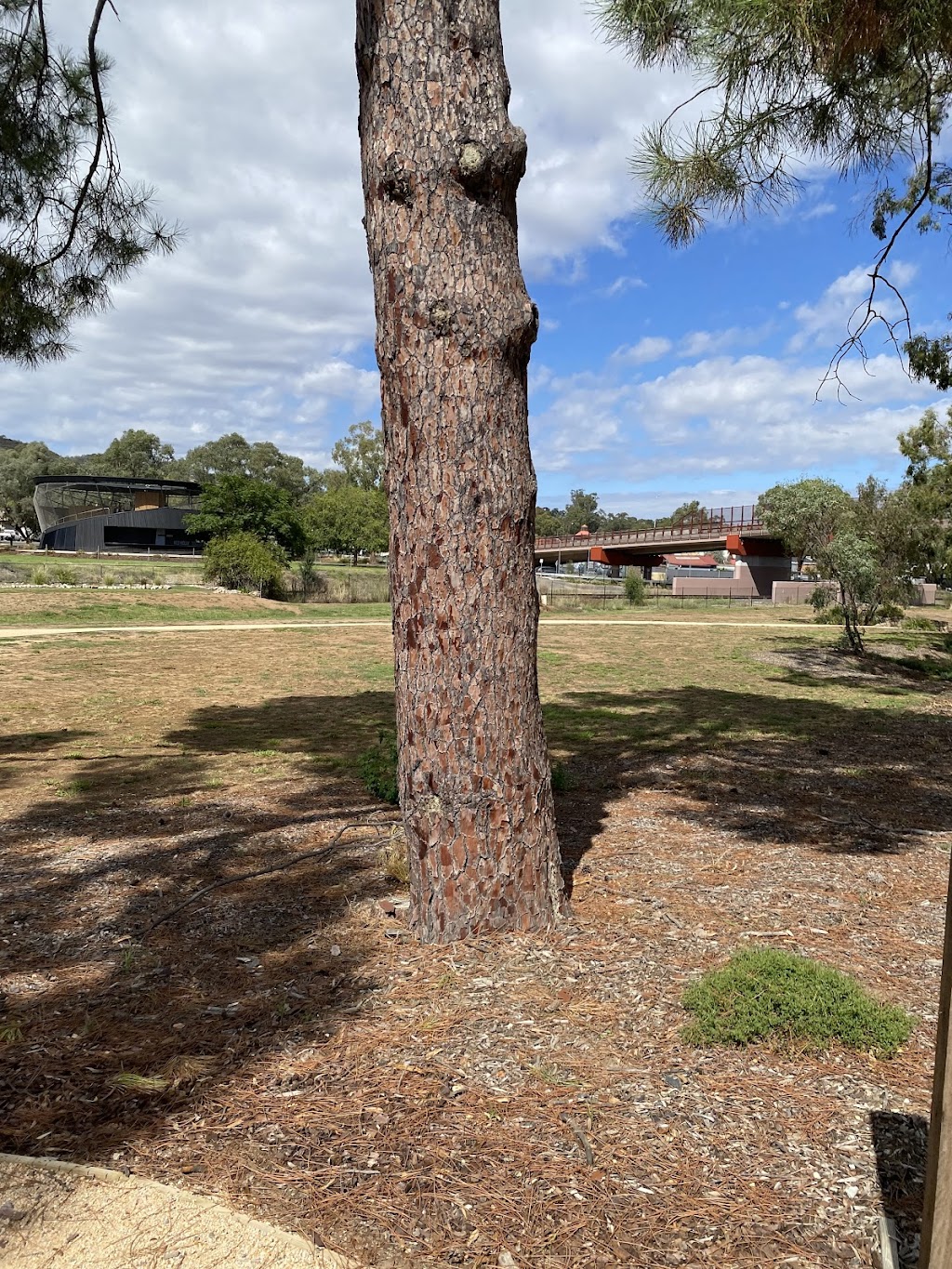 Bruce’s Royal Tree | 16 Siege St, Glenrowan VIC 3675, Australia | Phone: 0493 525 707