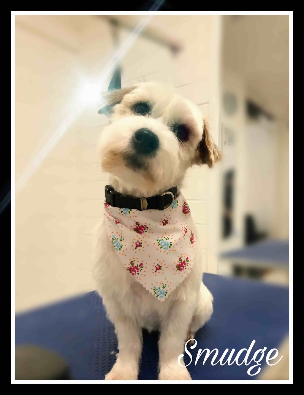 Platinum Dog Grooming | 60 Moreillon Boulevarde, Bannockburn VIC 3331, Australia | Phone: 0466 058 598