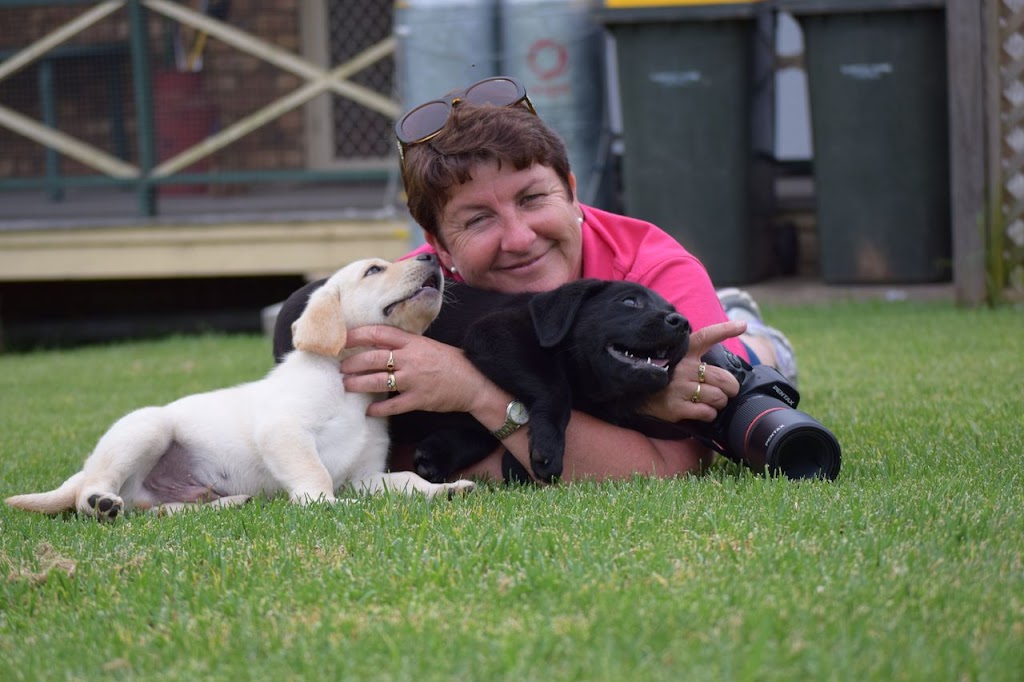 Dowlfalls Labradors | 102 Dowlings Falls Rd, Toorooka NSW 2440, Australia | Phone: 0428 671 252