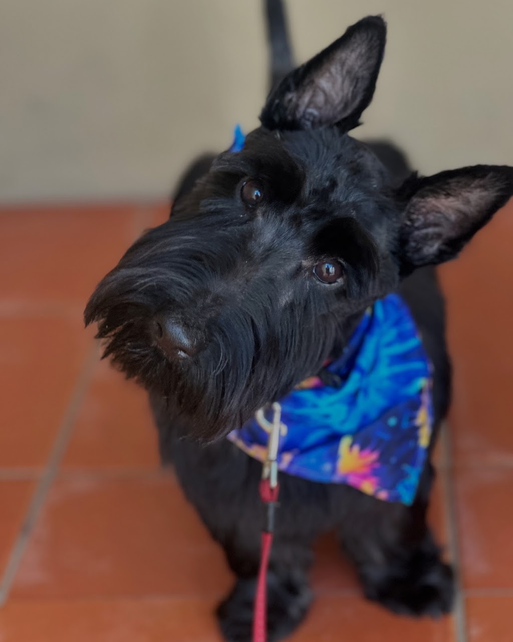 Scrub A Dub Dogs | 7 Meehan Pl, Moss Vale NSW 2577, Australia | Phone: 0435 485 238