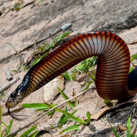 Harrisons Snake Catcher Logan | 312 Steele Rd, Logan Village QLD 4207, Australia | Phone: 0401 263 296 Harrisons Snake Catcher Logan | 312 Steele Rd, Logan Village QLD 4207, Australia | Phone: 0401 263 296