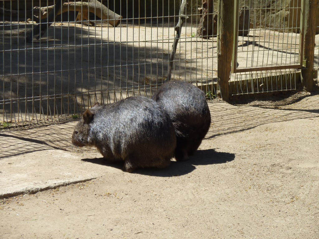 Wildlife Park | park | Ballarat East VIC 3350, Australia