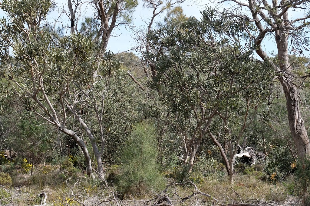 Banksia Conservation Reserve | park | Banksia Rd, Wellard WA 6170, Australia