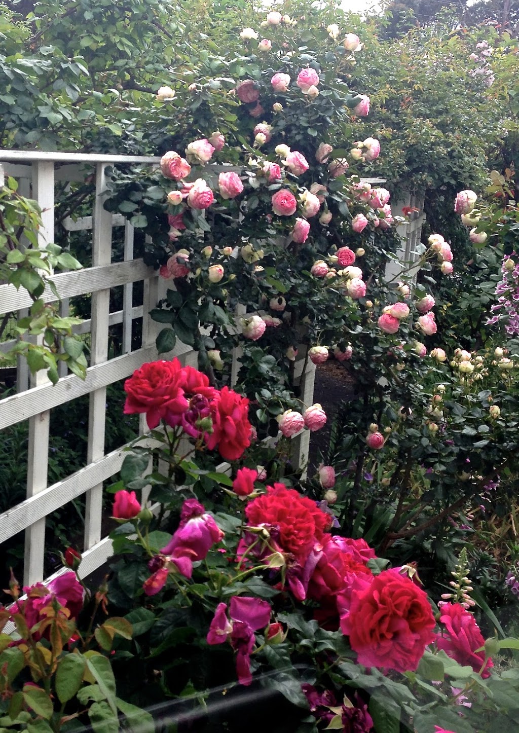 Bed of Roses Accommodation | lodging | 53 Nelson St, Apollo Bay VIC 3233, Australia | 0420896588 OR +61 420 896 588