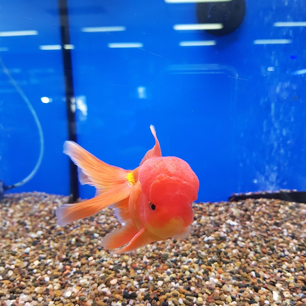 Crossroads Aquarium | pet store | 509 Lake Rd, Argenton NSW 2284, Australia | 0249508646 OR +61 2 4950 8646