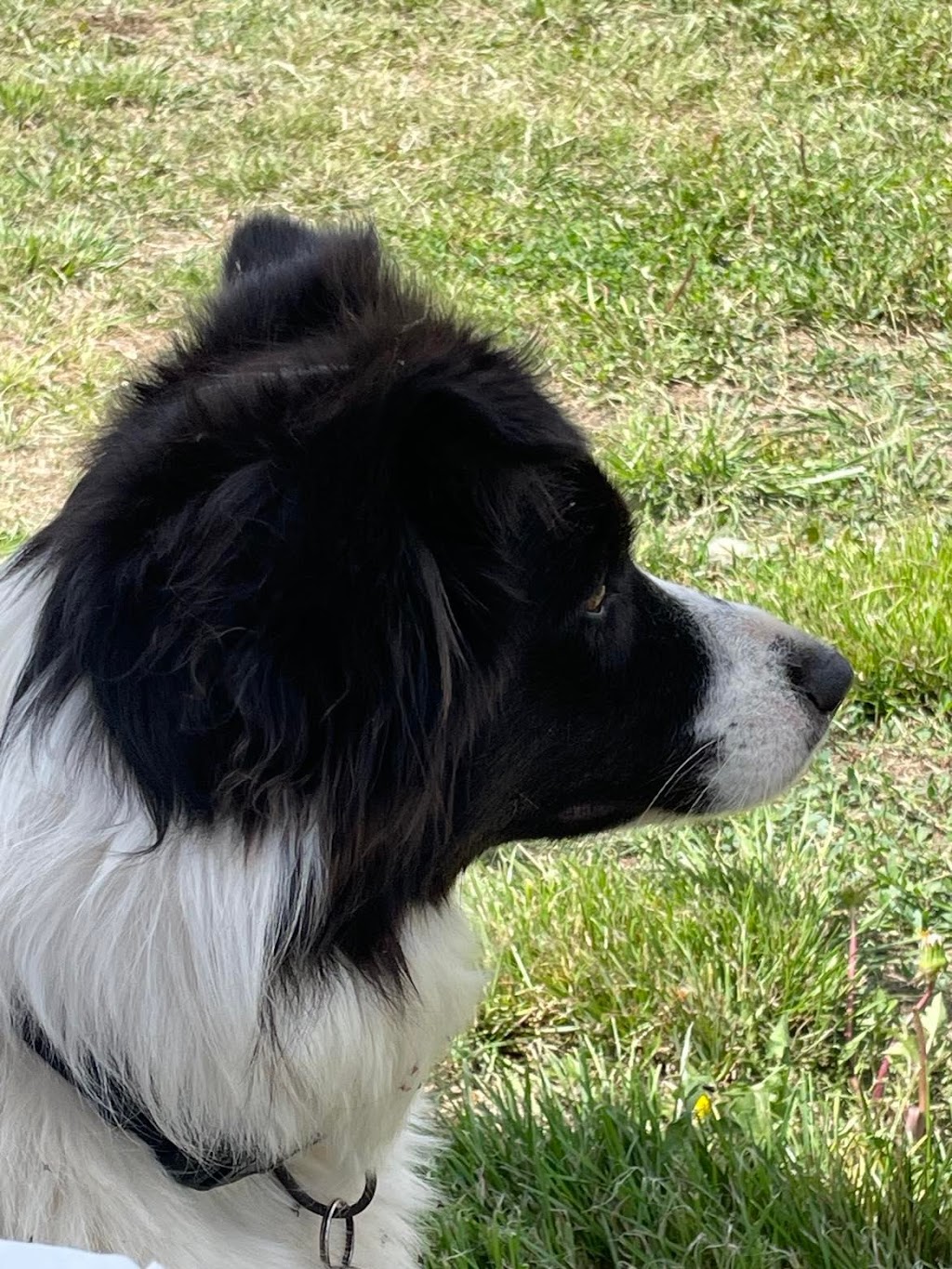 Bordermeade Border Collies | S W Rocks Rd, Kinchela NSW 2440, Australia | Phone: 0474 003 314