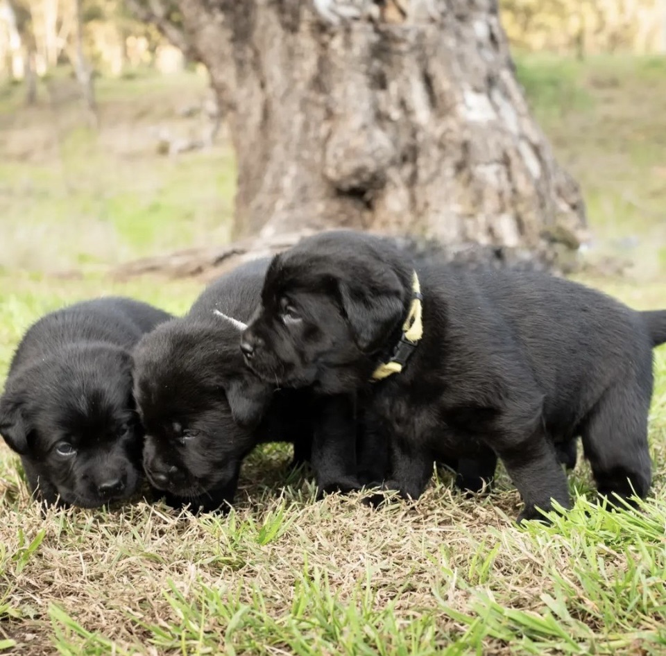 Paskarla Dog Breeding and Boarding | 3483 Golden Hwy, Gungal NSW 2333, Australia | Phone: 0436 032 034