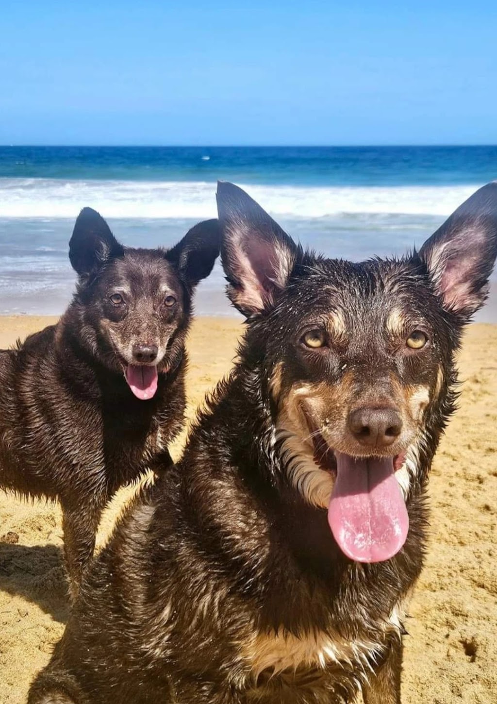 K9 Walkers | 19+ years in business, Ourimbah NSW 2258, Australia | Phone: 0418 224 692