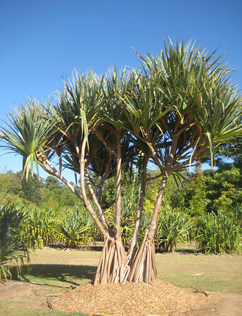 Care Transplanters - Advanced Pandanus Plantation | Winston Rd South Access between properties 91 & 63, Palmwoods QLD 4555, Australia | Phone: 0417 712 220