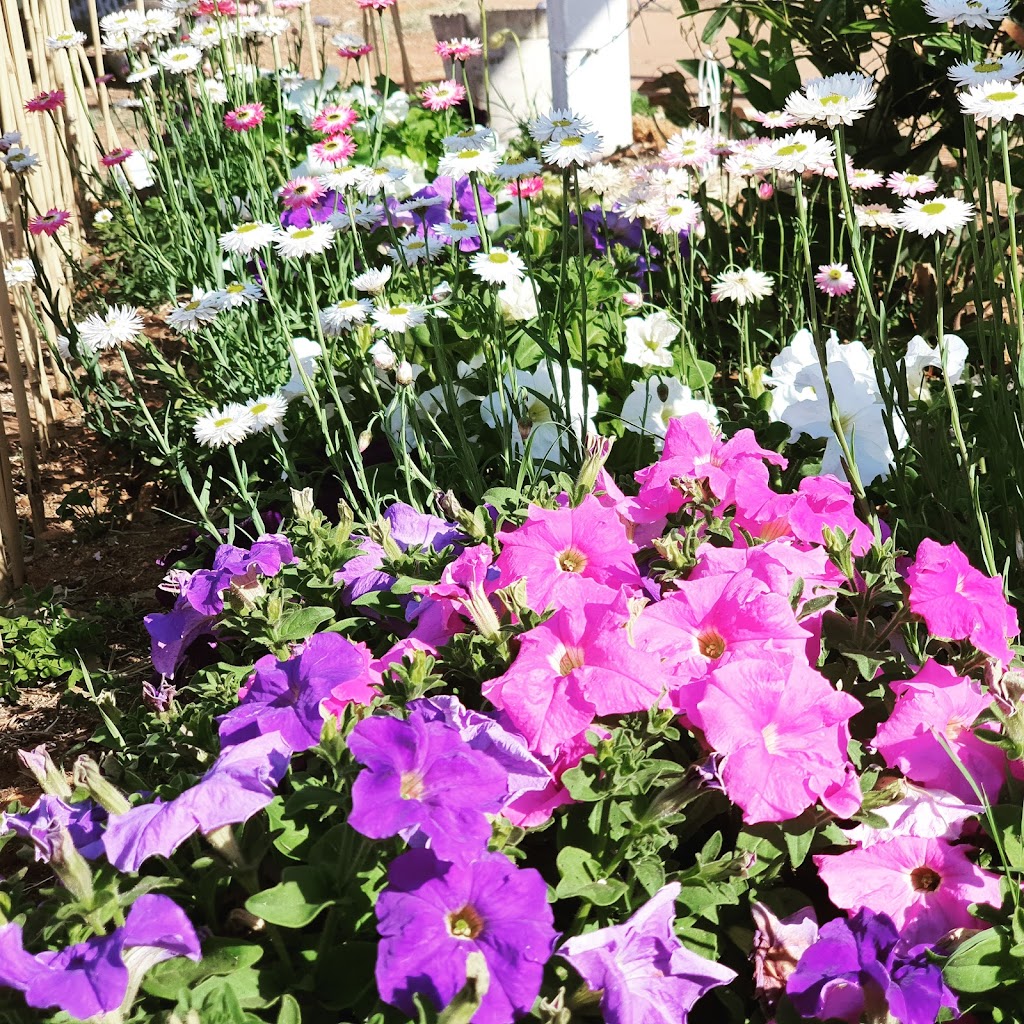 Pots N Plants | 720 Williams St, Broken Hill NSW 2880, Australia | Phone: (08) 8087 1546