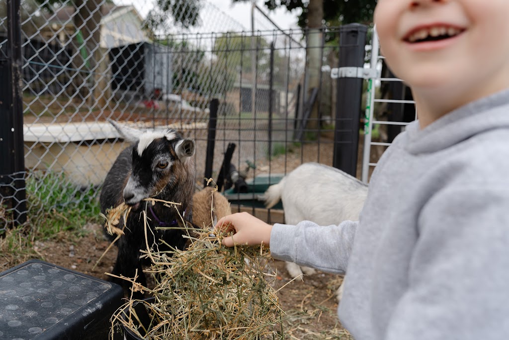 Crestview Minis - Highland Galloway Minature Cow Experience | Bells Rd, Grose Vale NSW 2753, Australia | Phone: 0414 700 540