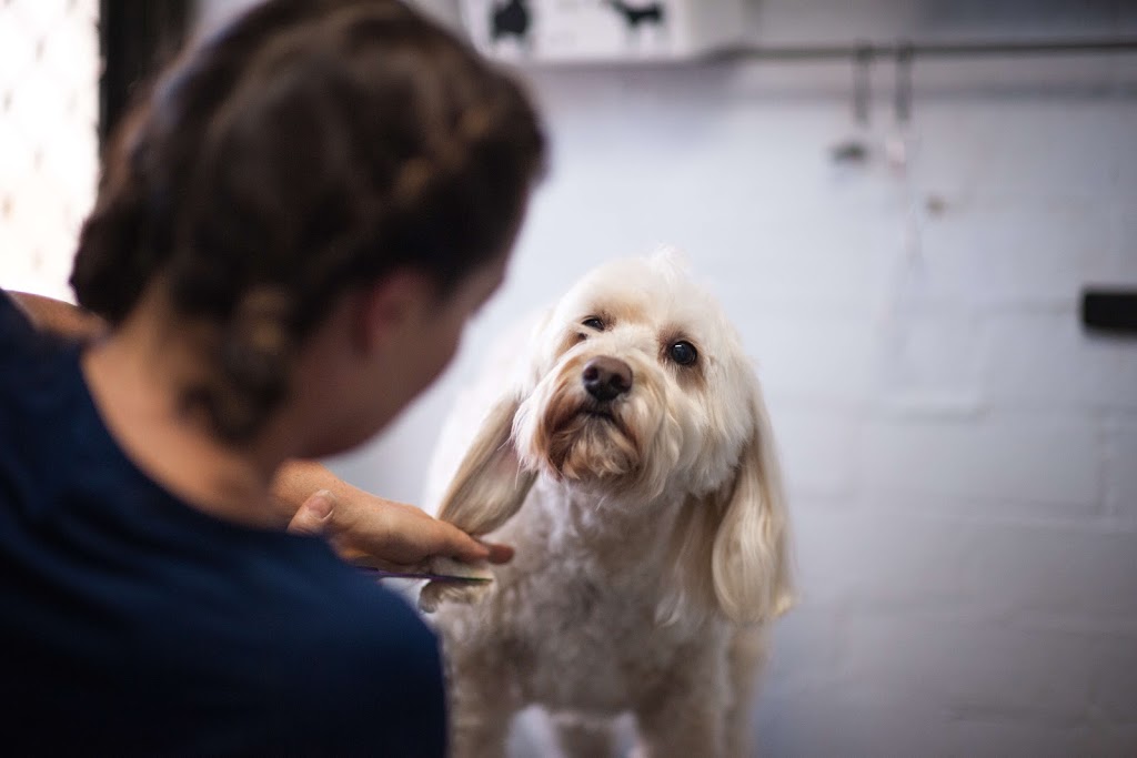 Ascot Veterinary Hospital | 39 Leake St, Belmont WA 6104, Australia | Phone: (08) 9277 7488