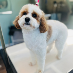 Oscars Groom Room | 410 Wy Yung-Calulu Rd, Ellaswood VIC 3875, Australia | Phone: 0419 608 812