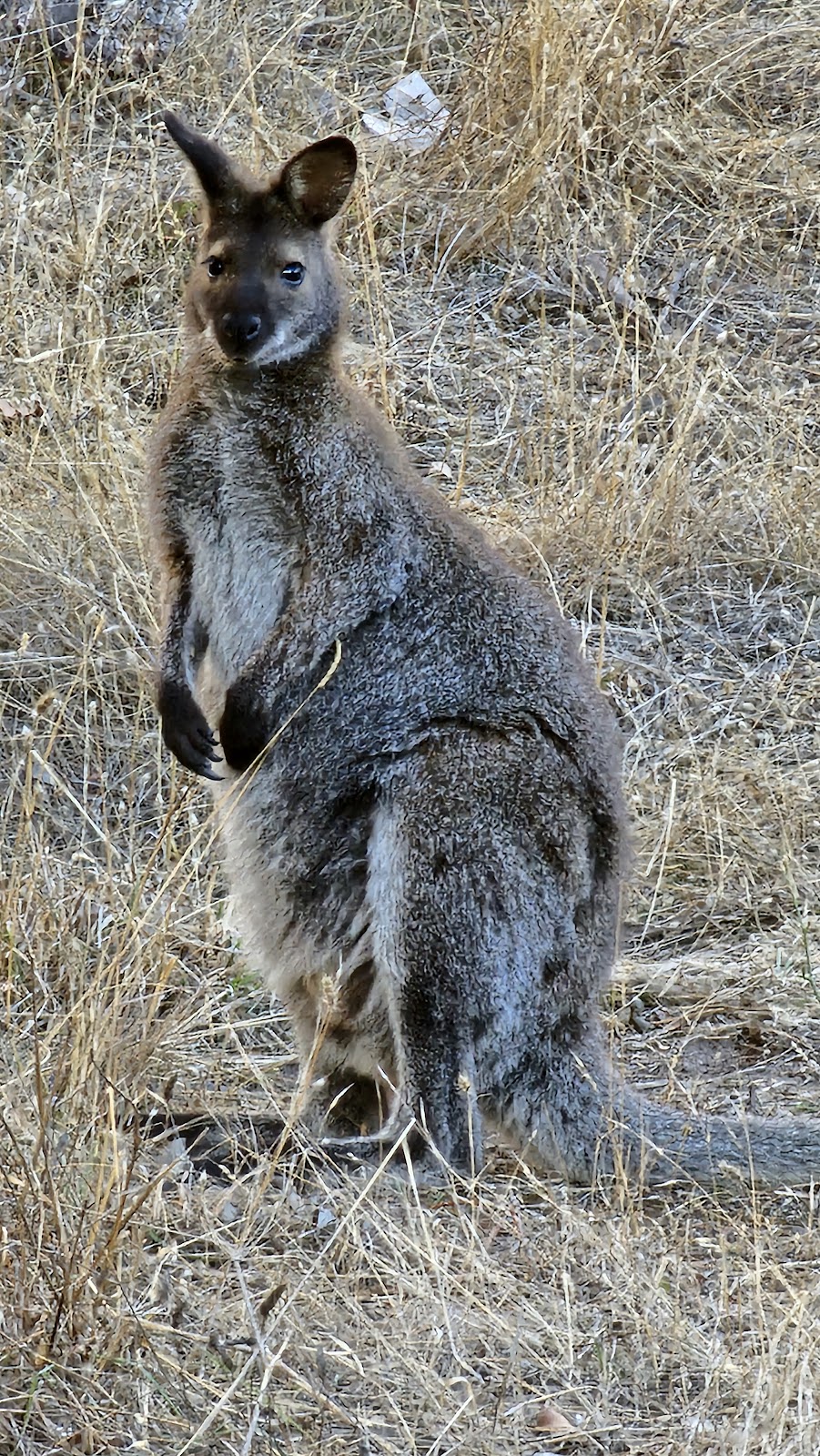 Decorearth - Glenorchy | 47 Jackson St, Glenorchy TAS 7010, Australia | Phone: (03) 6272 9660