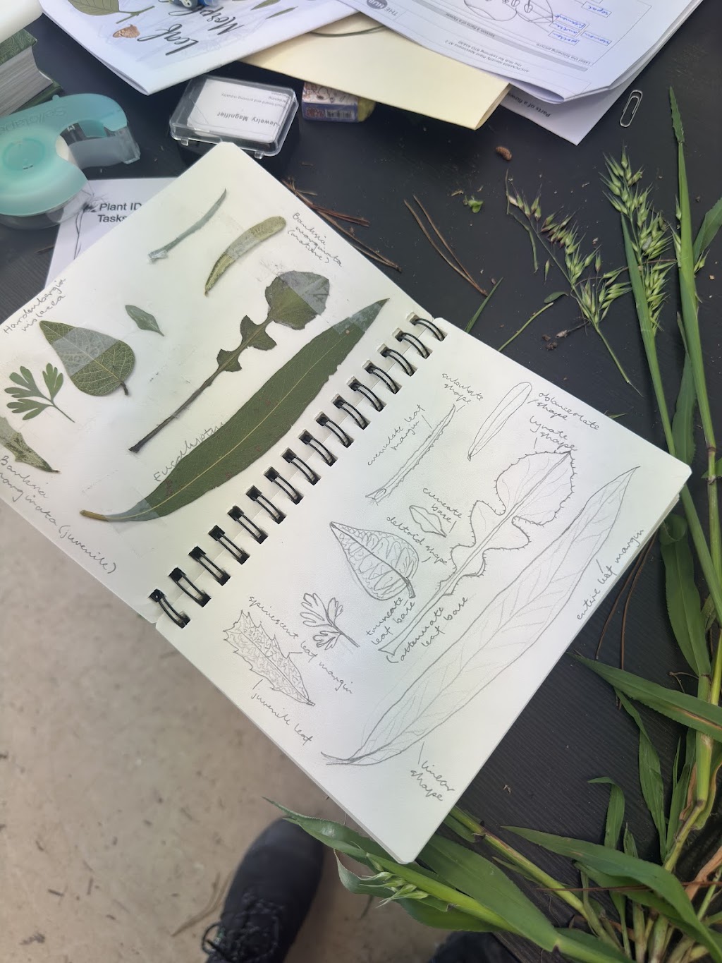 Ecoskills | 52 Western Port Hwy, Somerville VIC 3912, Australia | Phone: 0436 969 883