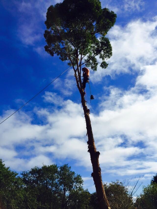 ASG Tree Services | 16-24 Tickner St, Castlereagh NSW 2749, Australia | Phone: 0415 583 100