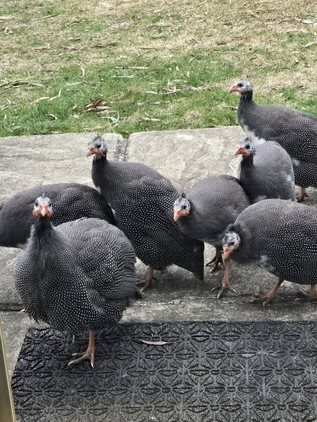 BERWINDI FARM FRESH PRODUCE | Berwindi/1470 Castlereagh Hwy, Blackmans Flat NSW 2790, Australia | Phone: 0408 642 121