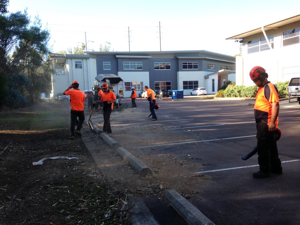 Argonauts Tree Service | Lake Rd, Tuggerah NSW 2259, Australia | Phone: (02) 4355 4555