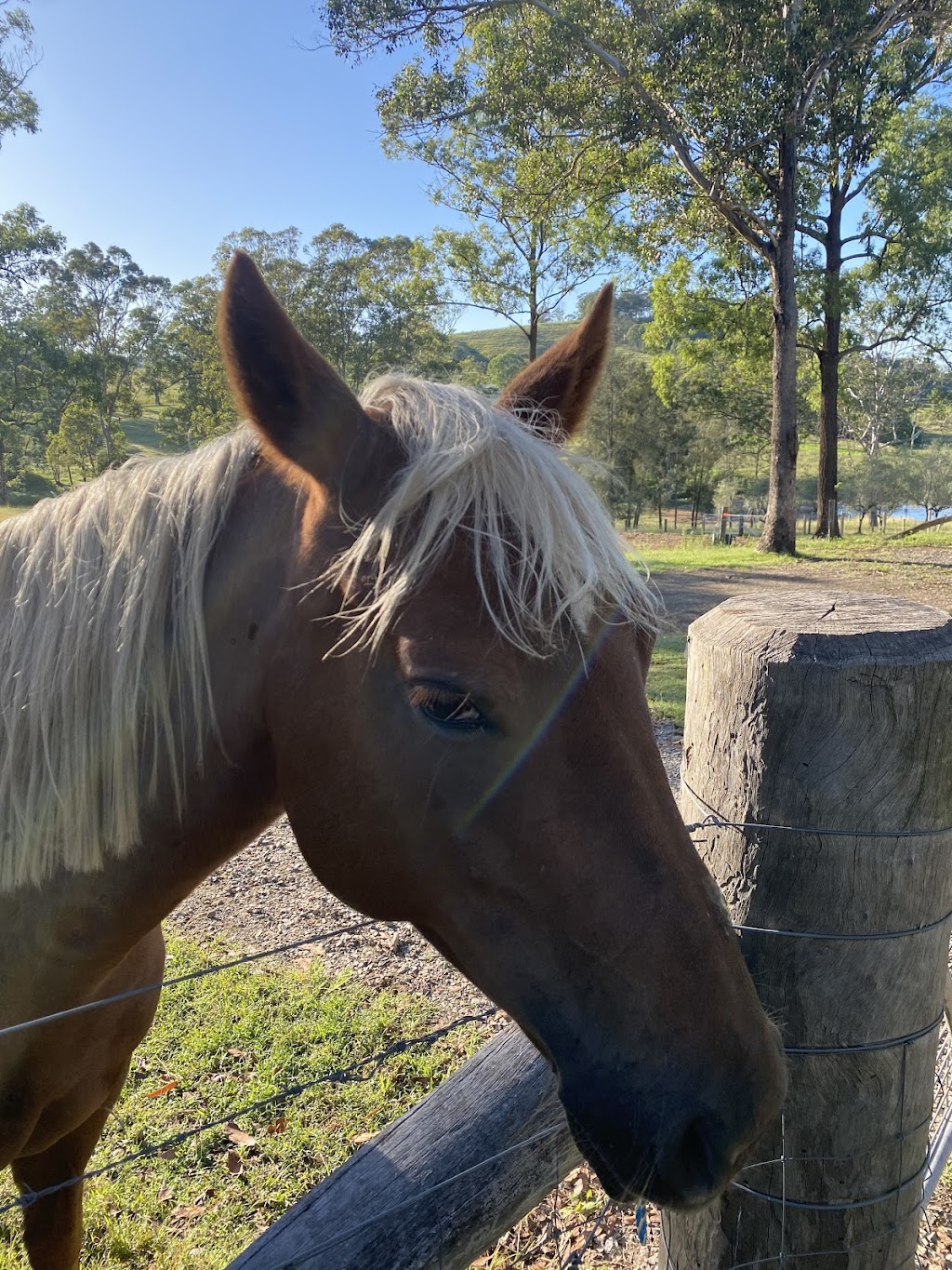 Kingaley Farmstay | 1330 Fosterton Rd, Fosterton NSW 2420, Australia | Phone: 0400 370 209