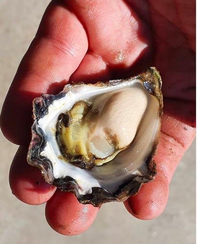 Shuck Oysters | 1 Dudgeons Ln, Bangalow NSW 2479, Australia | Phone: 0401 569 382