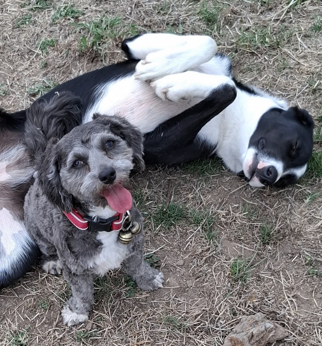 Tumbarumba Paws and Play (Tumbarumba) | 53 Gilbert St, Tumbarumba NSW 2653, Australia | Phone: 0417 202 784