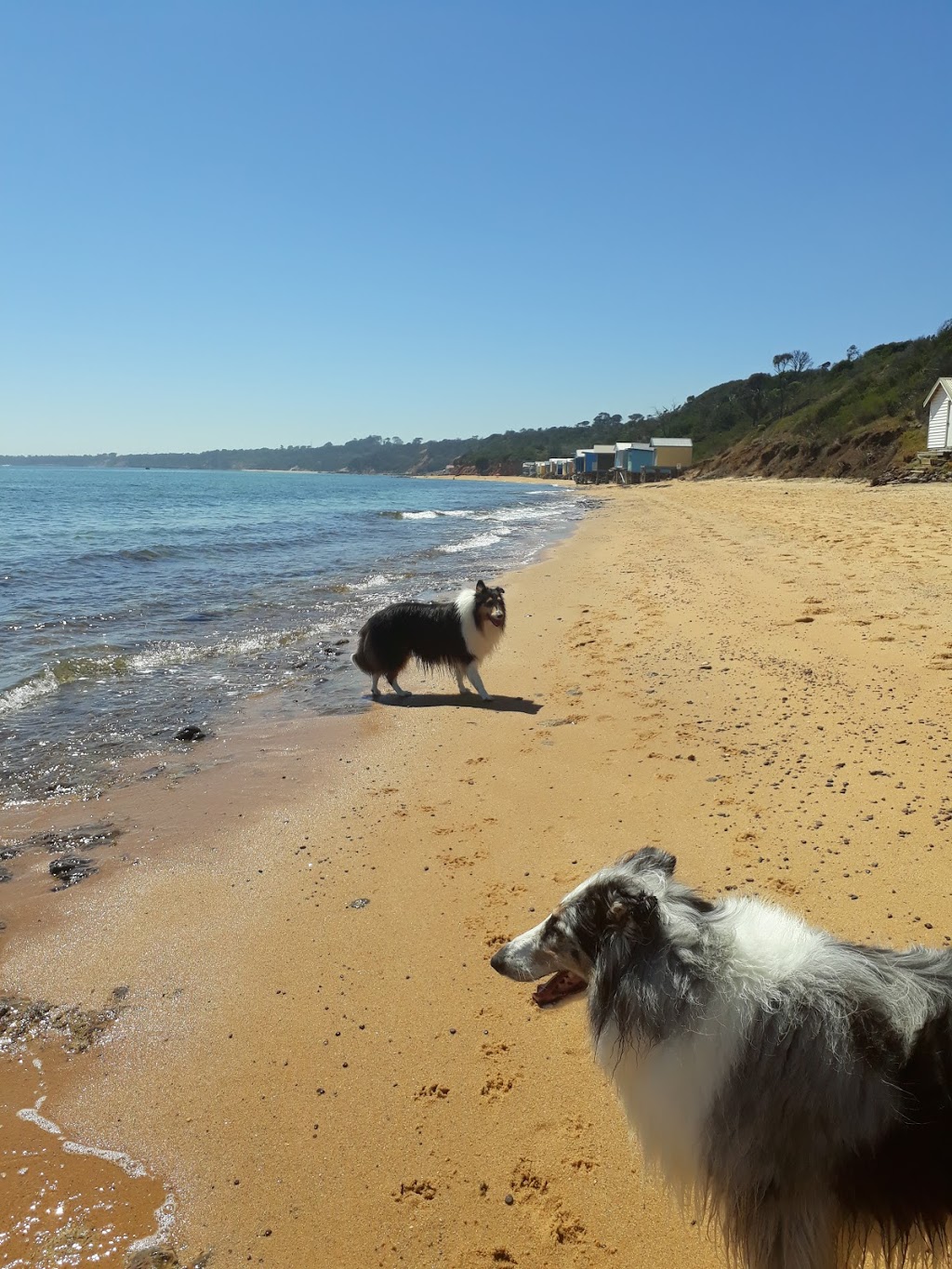 Dog Friendly Beach - Hawker beach | park | 3 Esplanade, Mount Martha VIC 3934, Australia